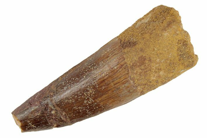 Bargain, Spinosaurus Tooth - Real Dinosaur Tooth #189467